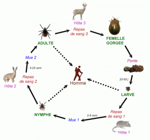 cycle-ixode-ricinus